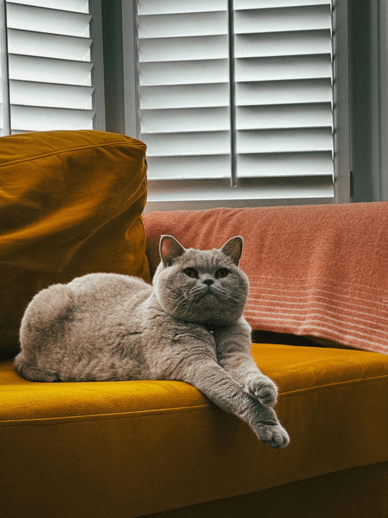 A british shorthair cat called luna 